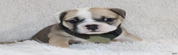 English Bulldog dogs for sale: Rollo - Ad 5
