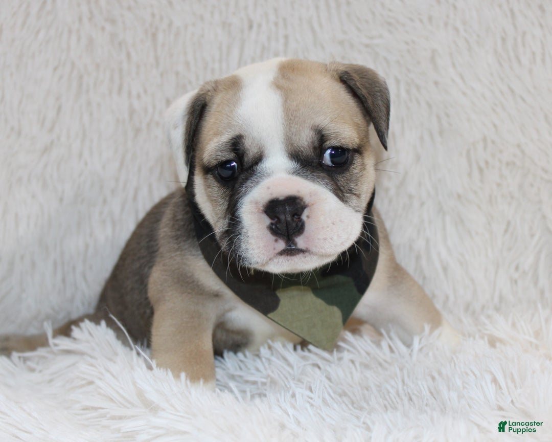 English Bulldog dogs for sale: Rollo - Ad 5