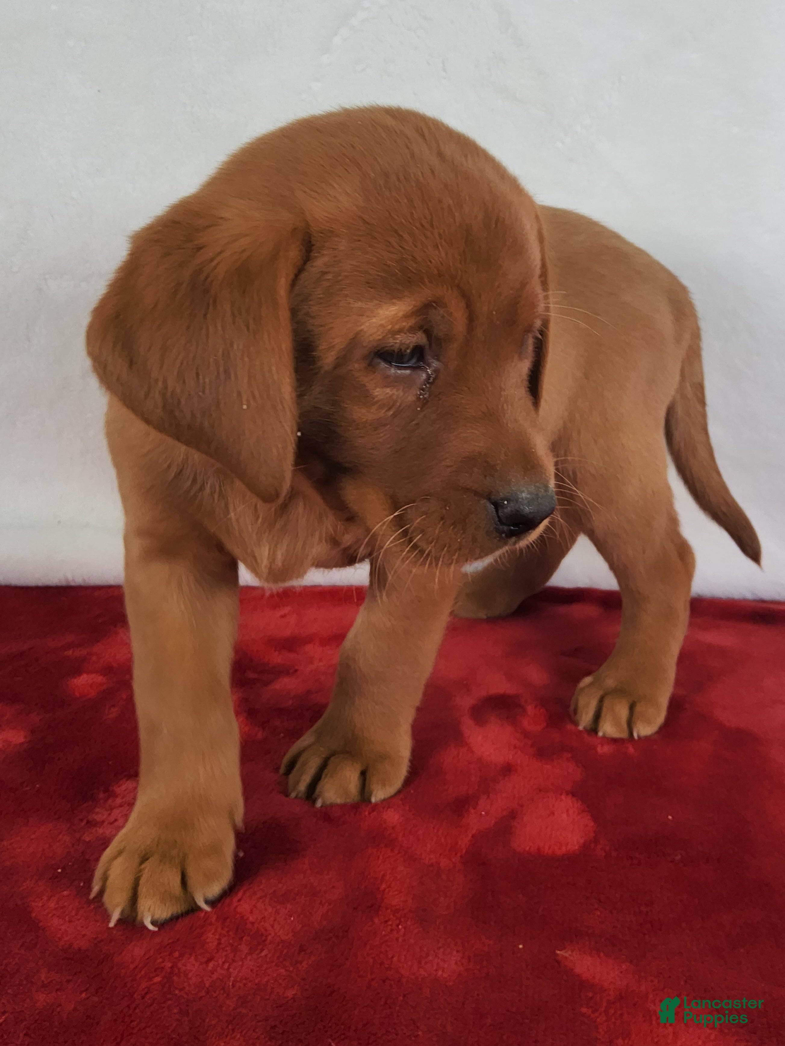 Labrador Retriever dogs for sale: Copper - Ad 2