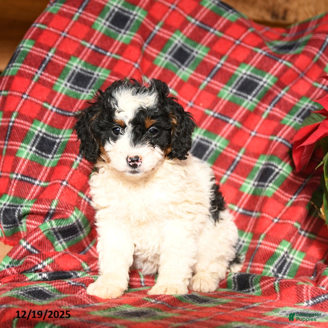 Mini Bernedoodle dogs for sale: Luna   - Ad 2