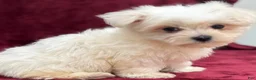 Maltese dogs for sale: Dakota  - Ad 6