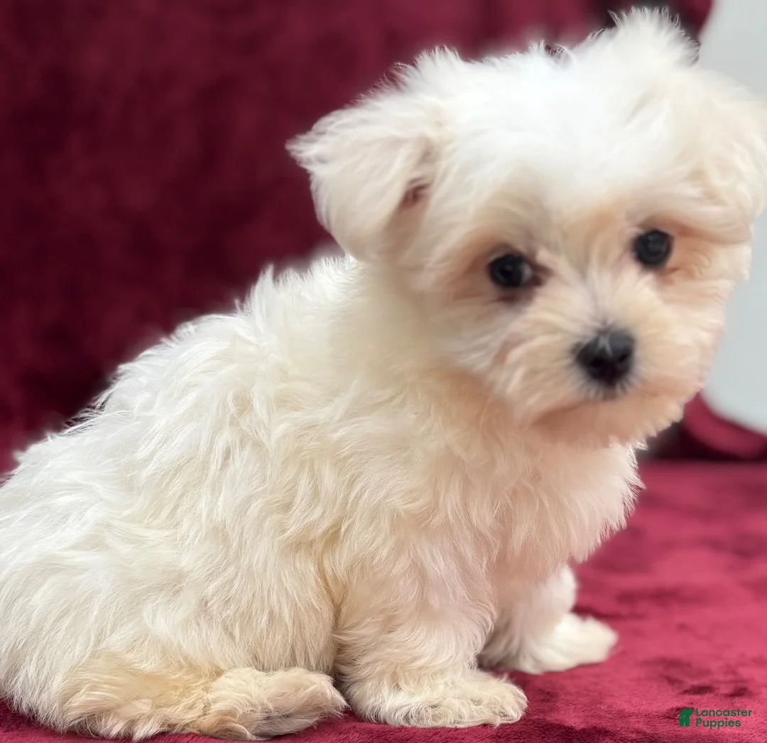 Maltese dogs for sale: Dakota  - Ad 6