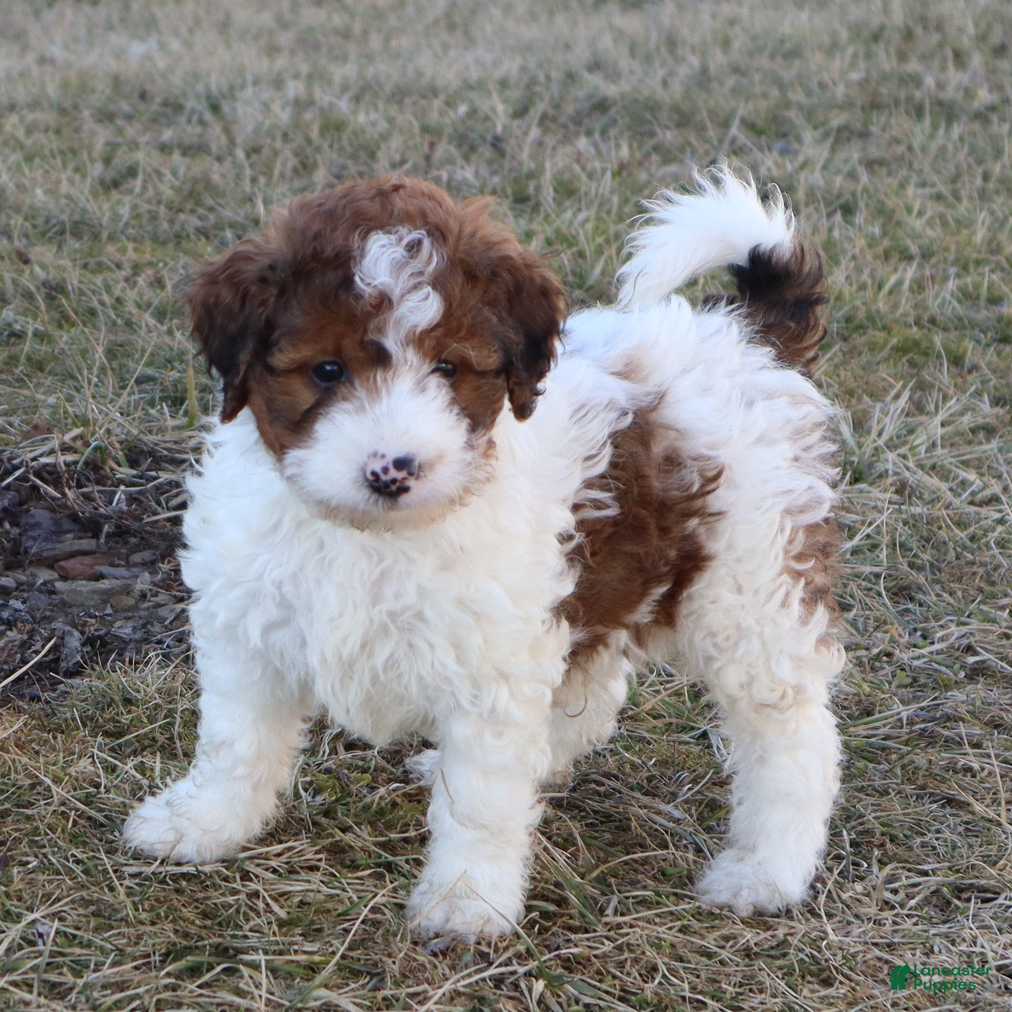Mini Goldendoodle dogs Lance - Ad 1