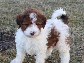 Mini Goldendoodle dogs for sale: Lance - Ad 1