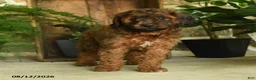 Cavapoo dogs for sale: Jupiter - Ad 5