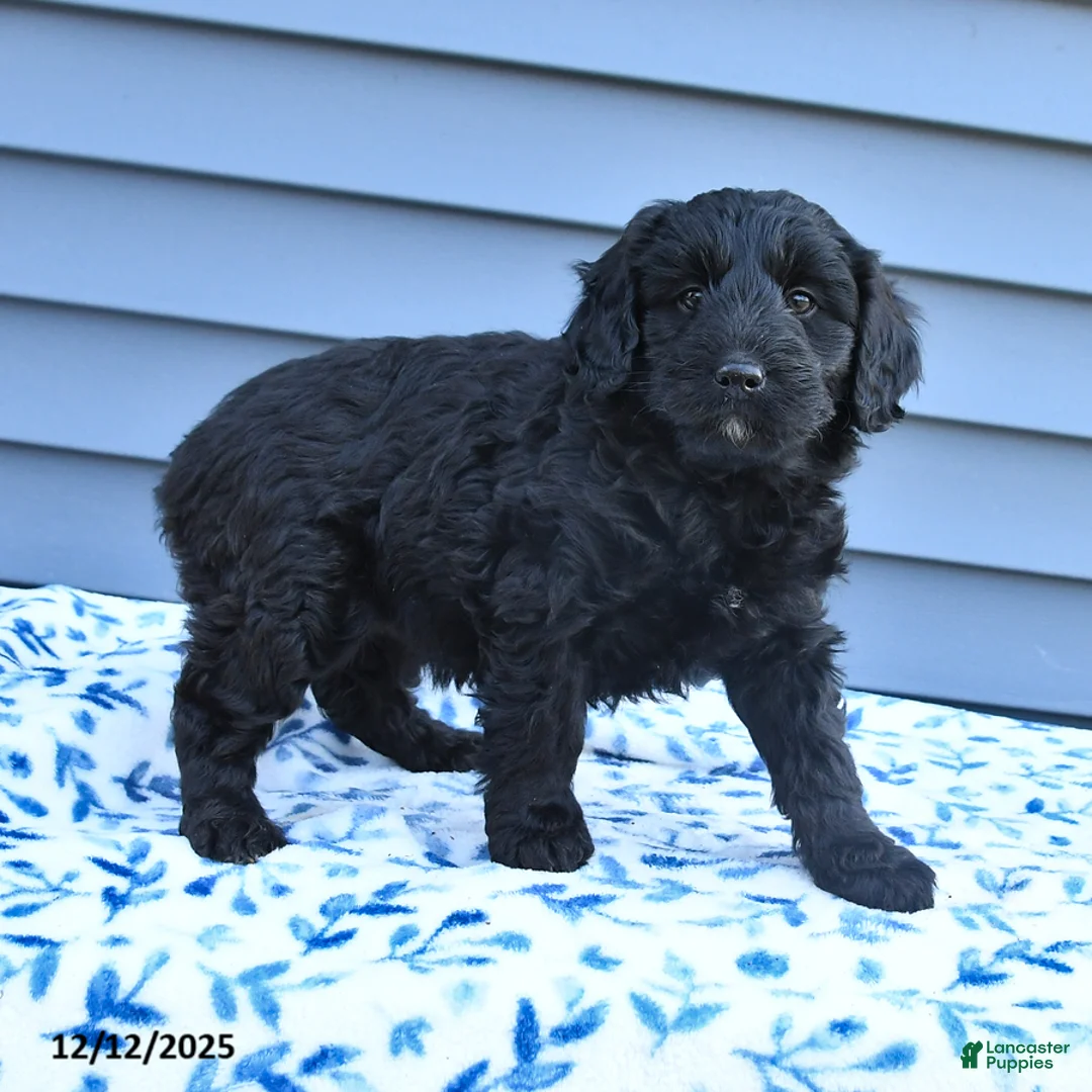 Mixed Breed dogs for sale: Anna - Ad 3