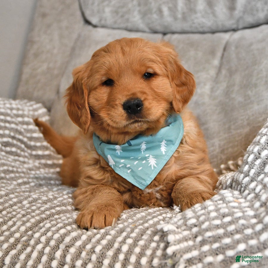 Golden Retriever dogs Russell - Ad 40