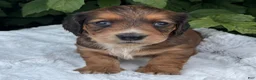 Miniature Dachshund dogs for sale: Nash - Ad 4