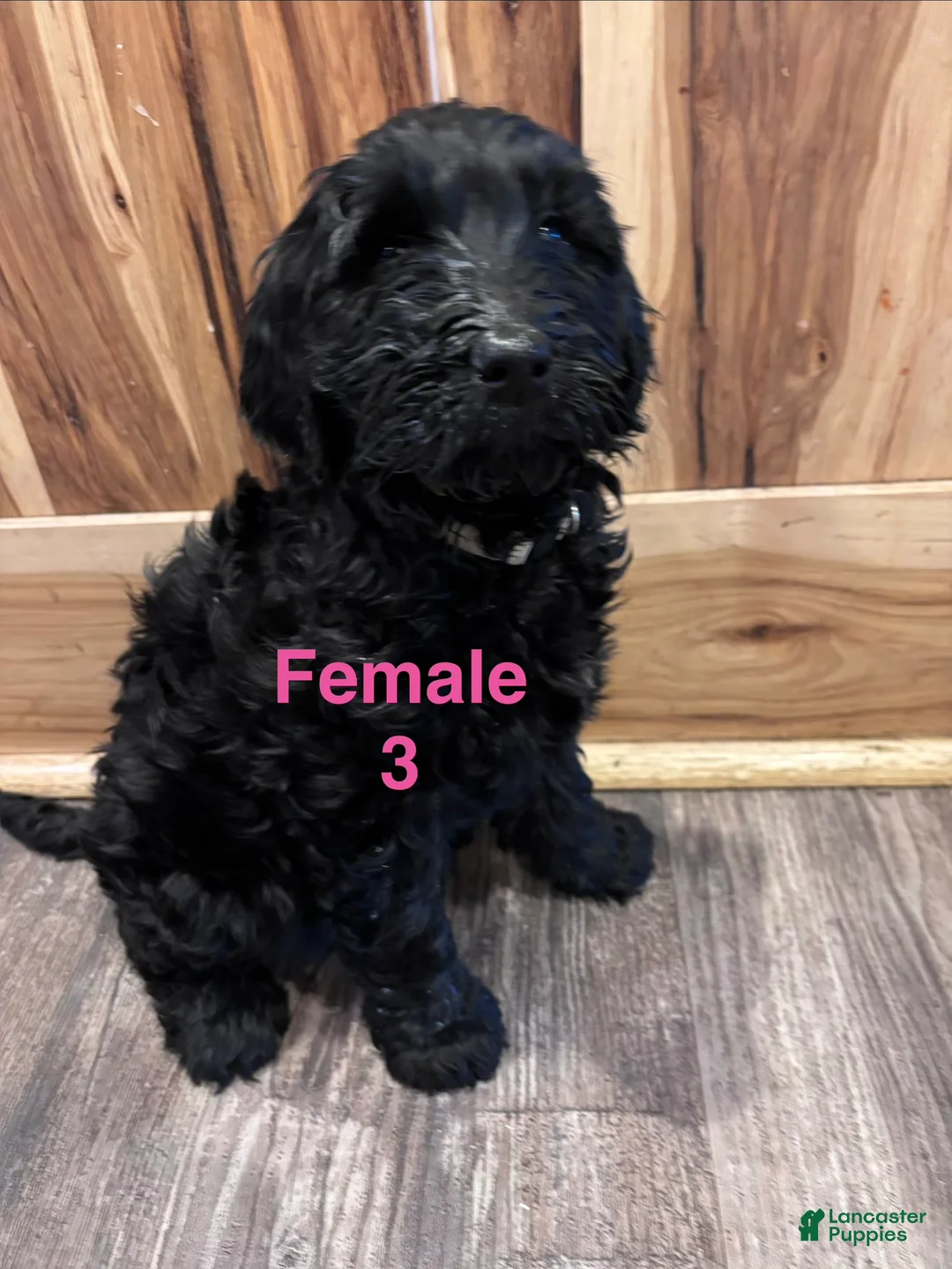 Labradoodle dogs for sale: Labradoodle Puppy 6 - Ad 14
