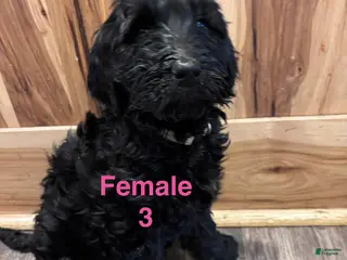 Labradoodle dogs Labradoodle Puppy 8 - Ad 27