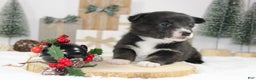 Welsh Corgi Pembroke dogs for sale: Connie - Ad 2