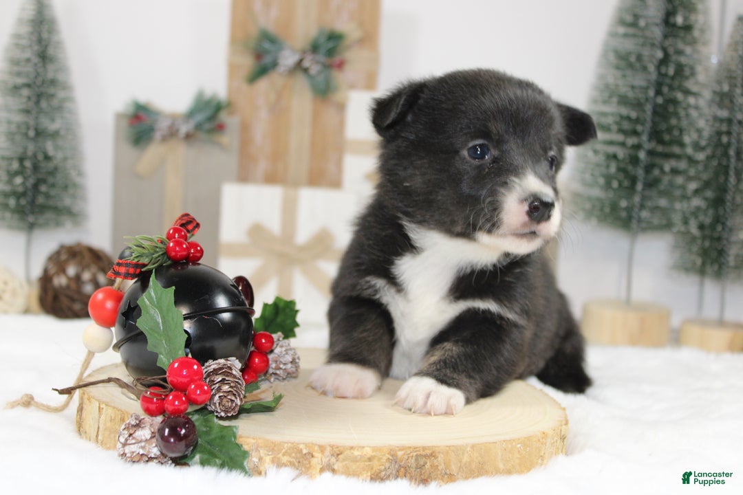 Welsh Corgi Pembroke dogs for sale: Connie - Ad 2