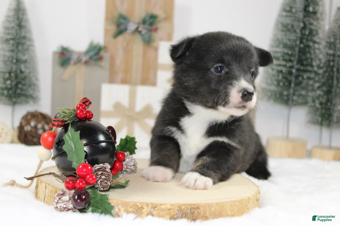 Welsh Corgi Pembroke dogs for sale: Buddy - Ad 11