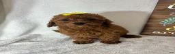 Mini Goldendoodle dogs for sale: Ginger - Ad 4