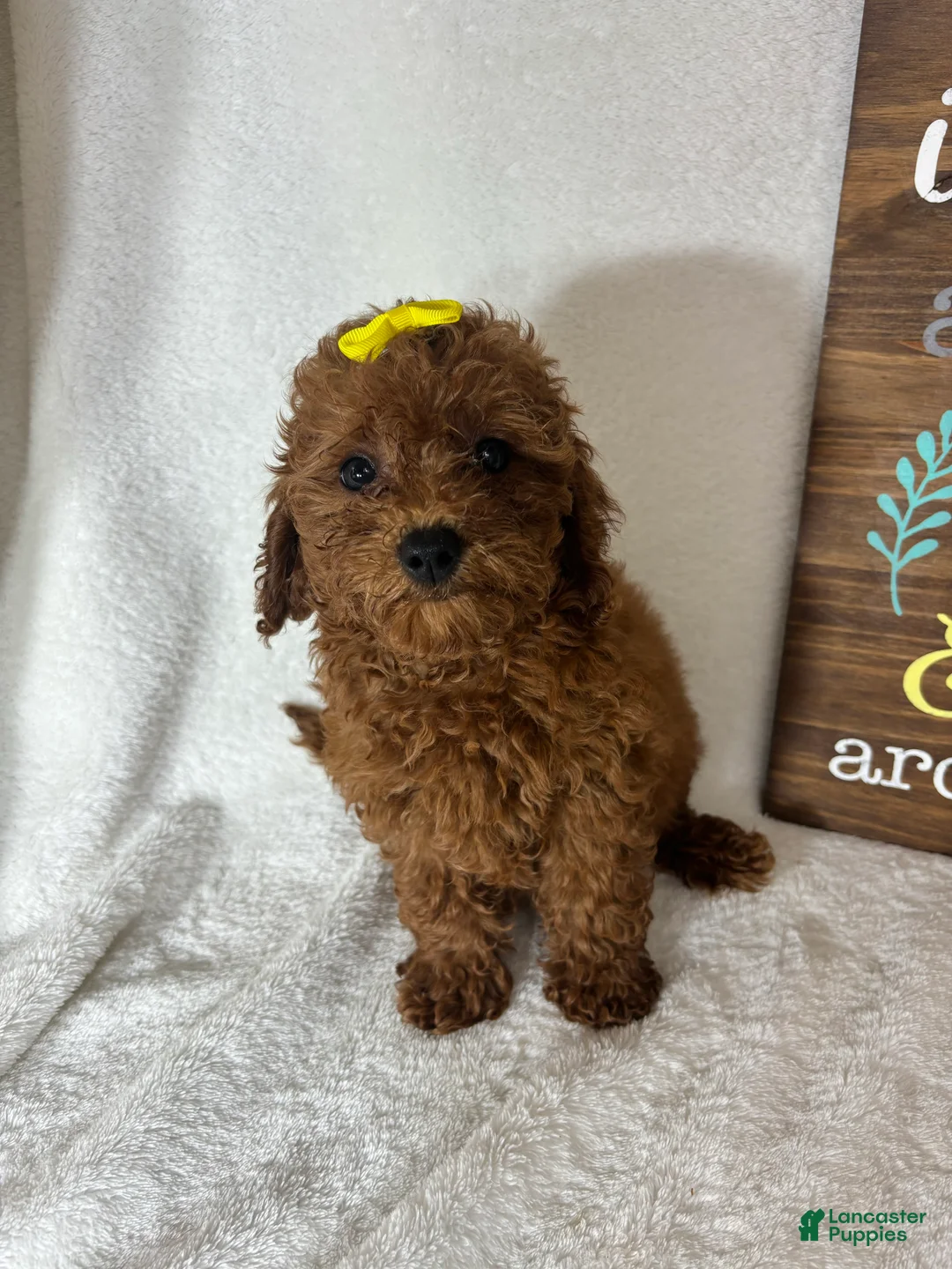 Mini Goldendoodle dogs for sale: Ginger - Ad 4