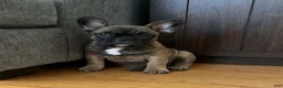 French Bulldog dogs for sale: Frankie - Ad 18