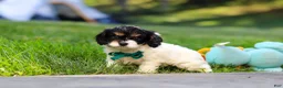 Cavapoo dogs for sale: Rubble - Ad 6