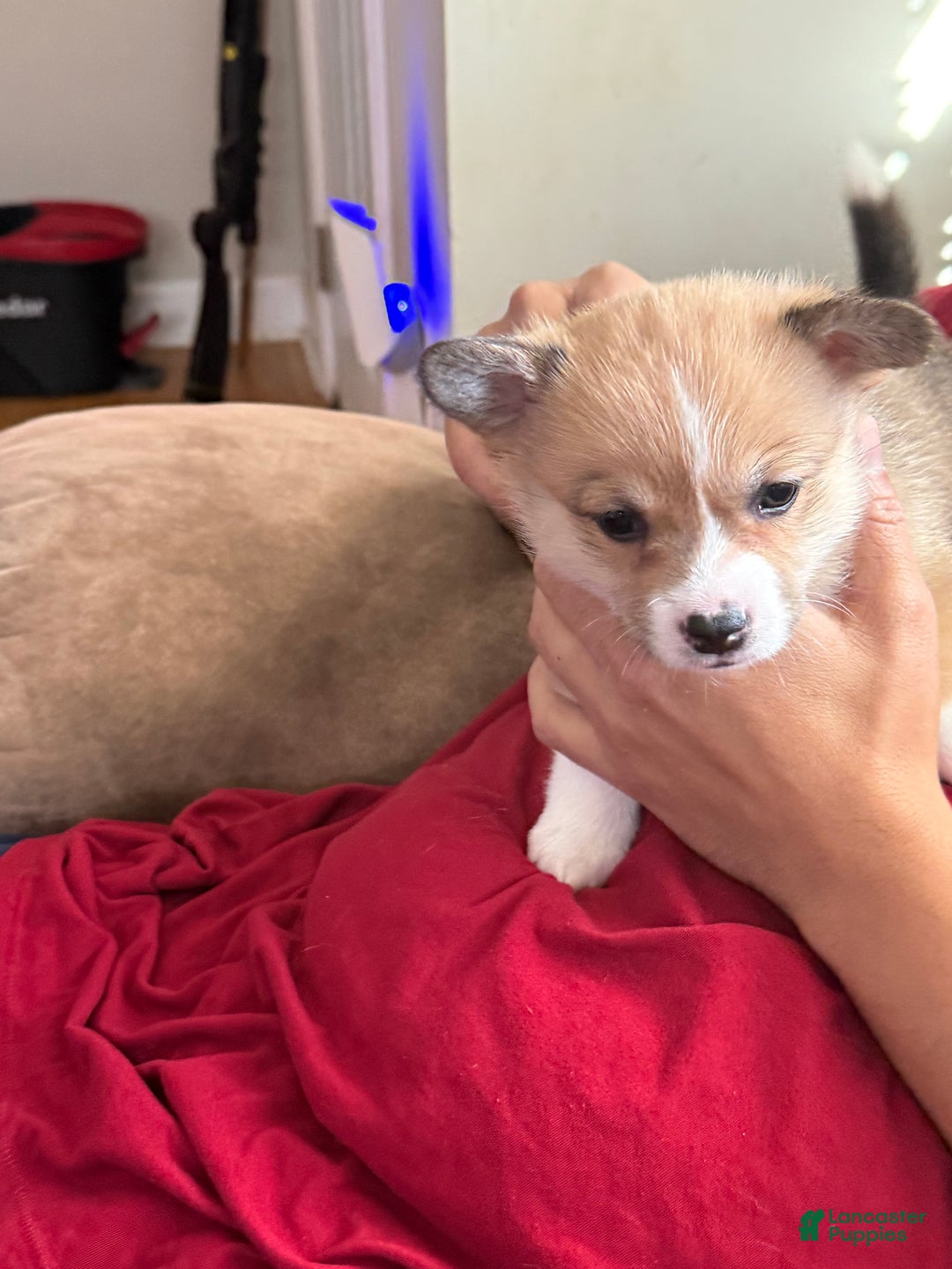 Welsh Corgi Pembroke dogs for sale: Lisa - Ad 5