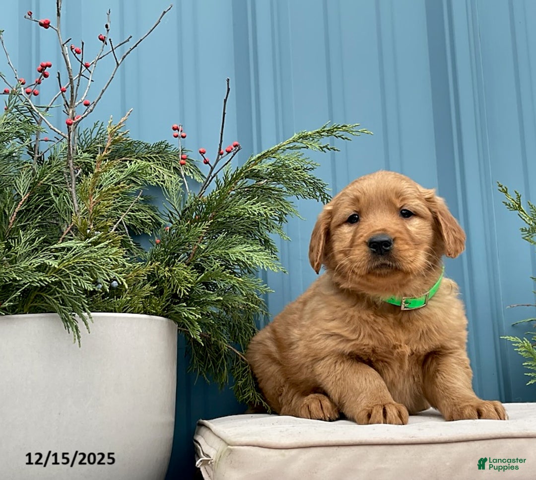 Golden Retriever dogs for sale: Cindy - Ad 1