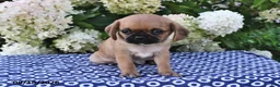 Mixed Breed dogs for sale: Charlie - Ad 1