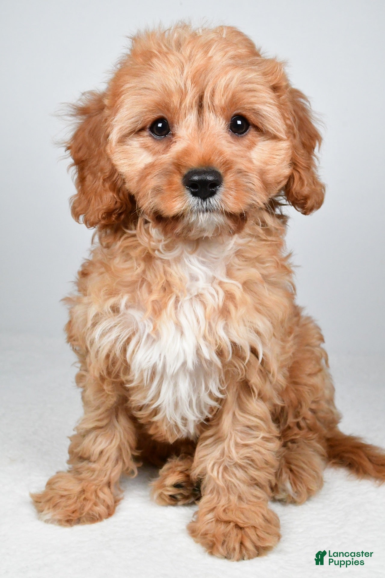 Cavapoo dogs for sale: Murphy - Ad 2