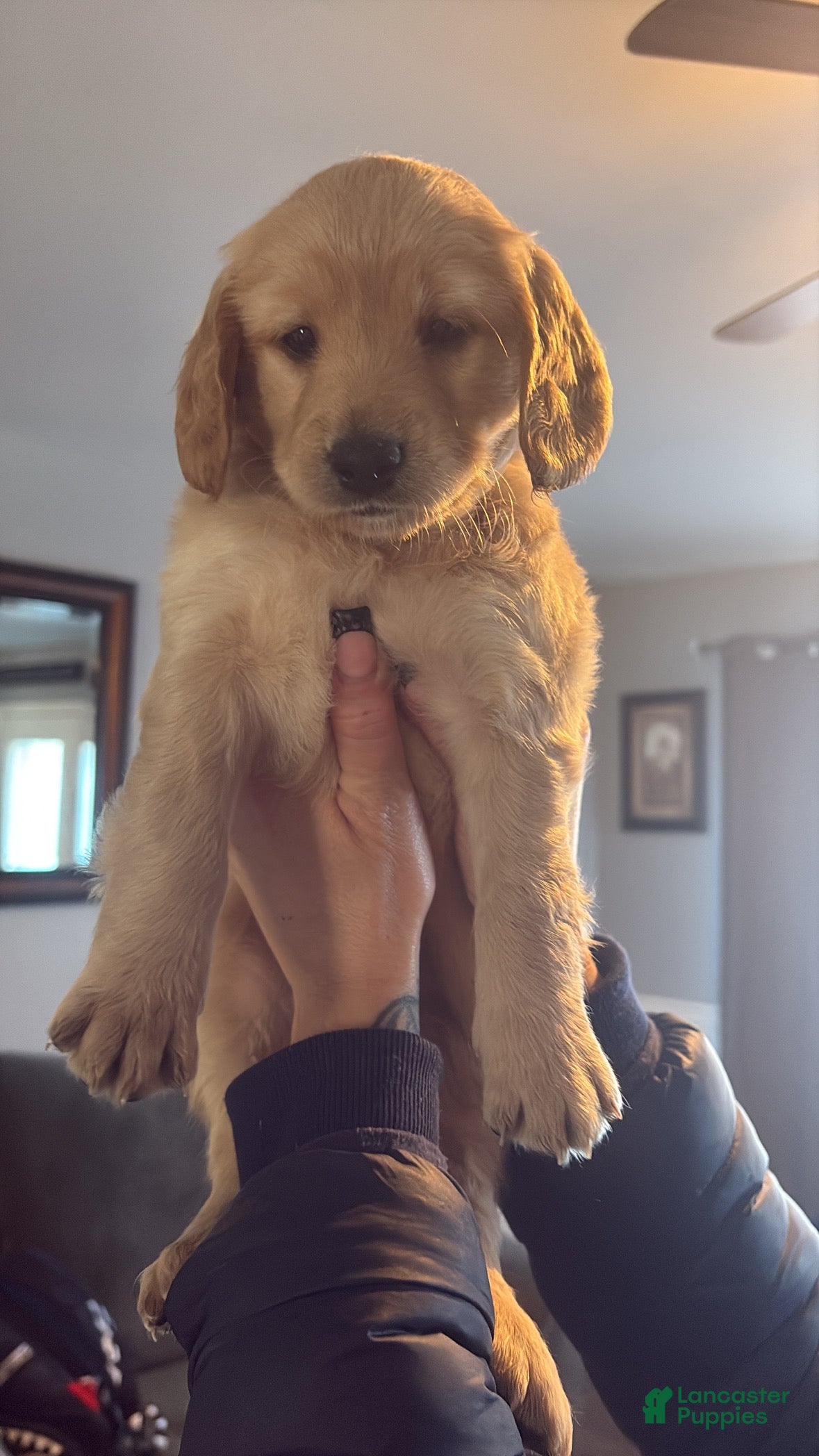 Mini Goldendoodle dogs Mini Goldendoodle Puppy 5 - Ad 39