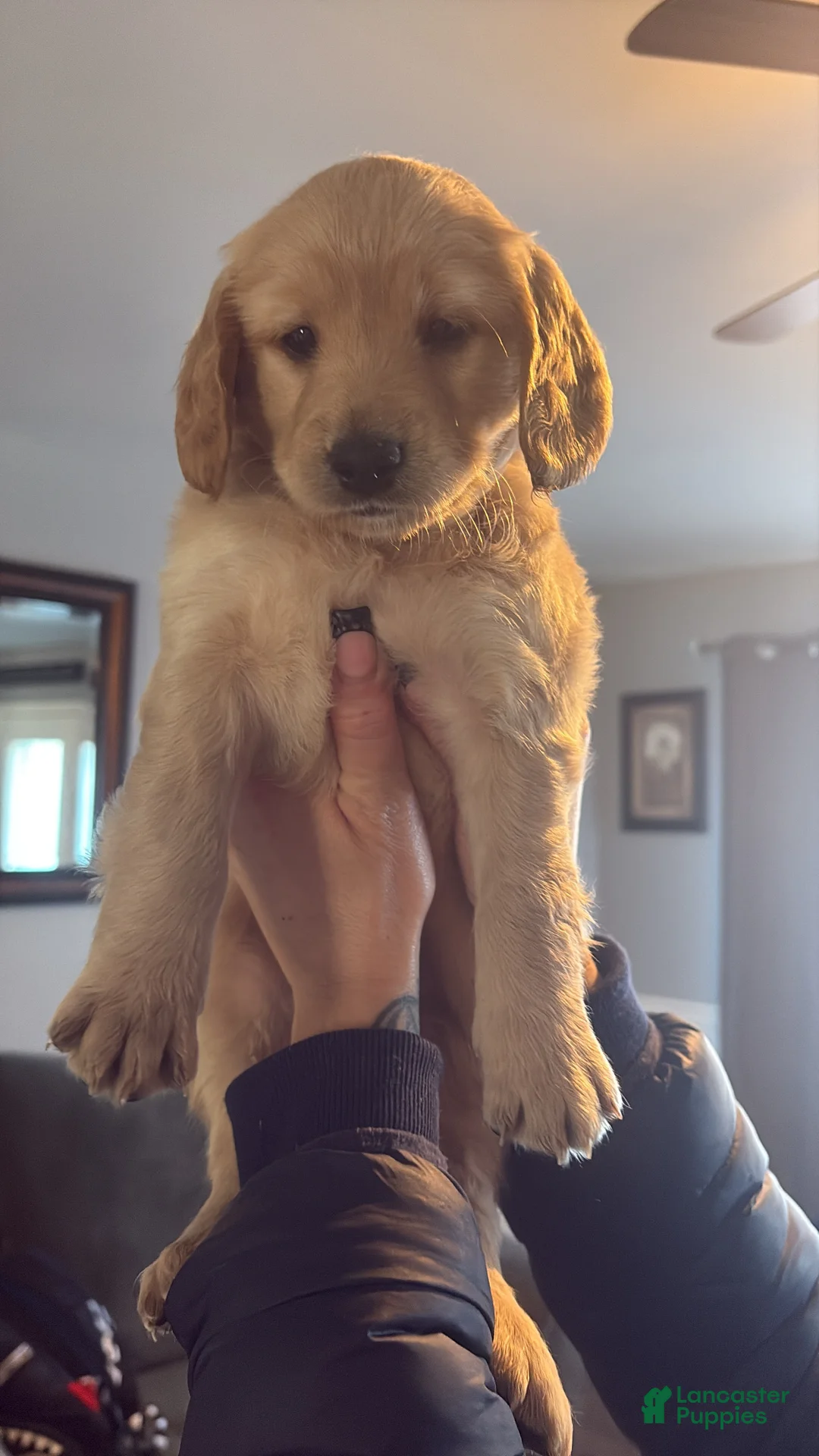 Mini Goldendoodle dogs for sale: Mini Goldendoodle Puppy 5 - Ad 1