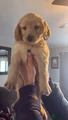 Mini Goldendoodle Puppy 5