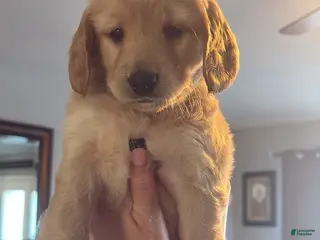 Mini Goldendoodle dogs Mini Goldendoodle Puppy 5 - Ad 39