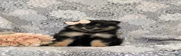 Pomeranian dogs for sale: Brooke - Ad 3