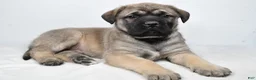 English Mastiff dogs for sale: Beauty - Ad 9