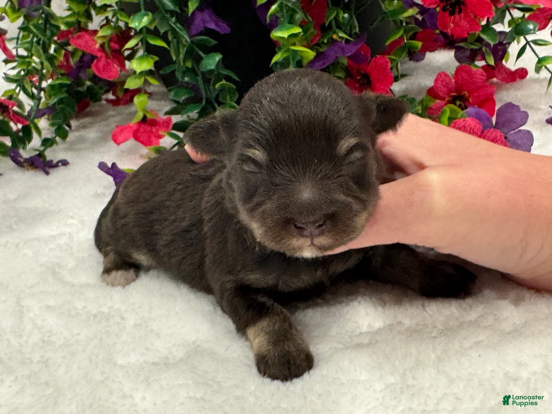 Miniature Schnauzer dogs for sale: Miracle Male 2 - Ad 4