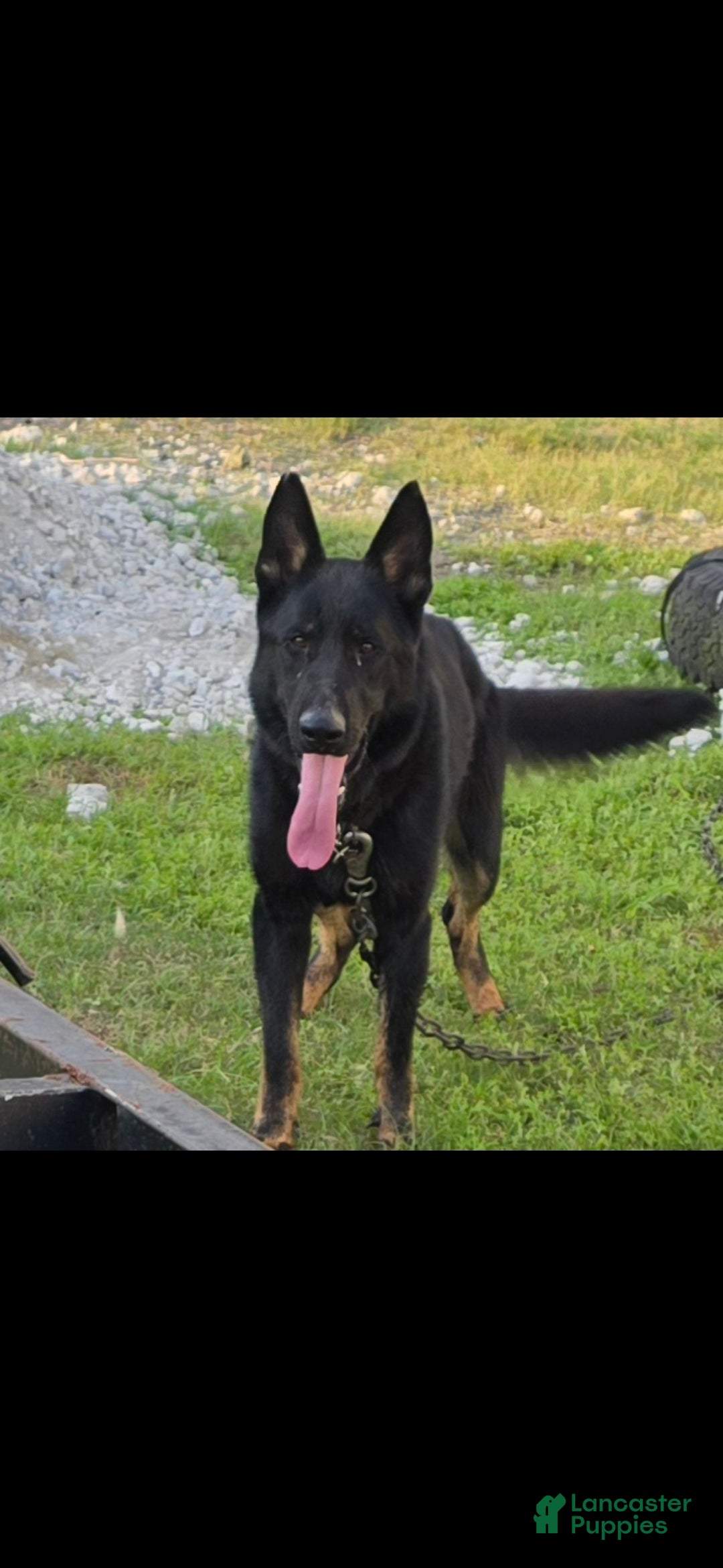 German Shepherd dogs German Shepherd 1 - Ad 2