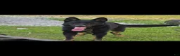 German Shepherd dogs for sale: German Shepherd 1 - Ad 2