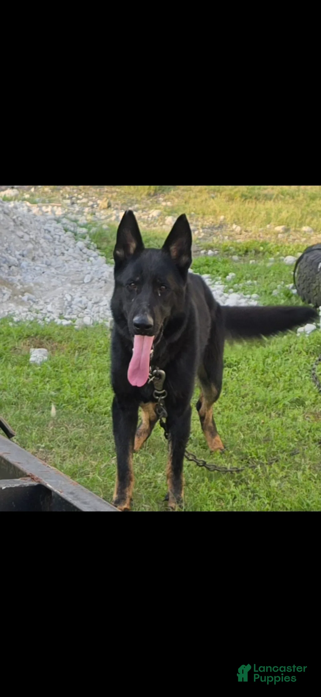 German Shepherd dogs for sale: German Shepherd 1 - Ad 2
