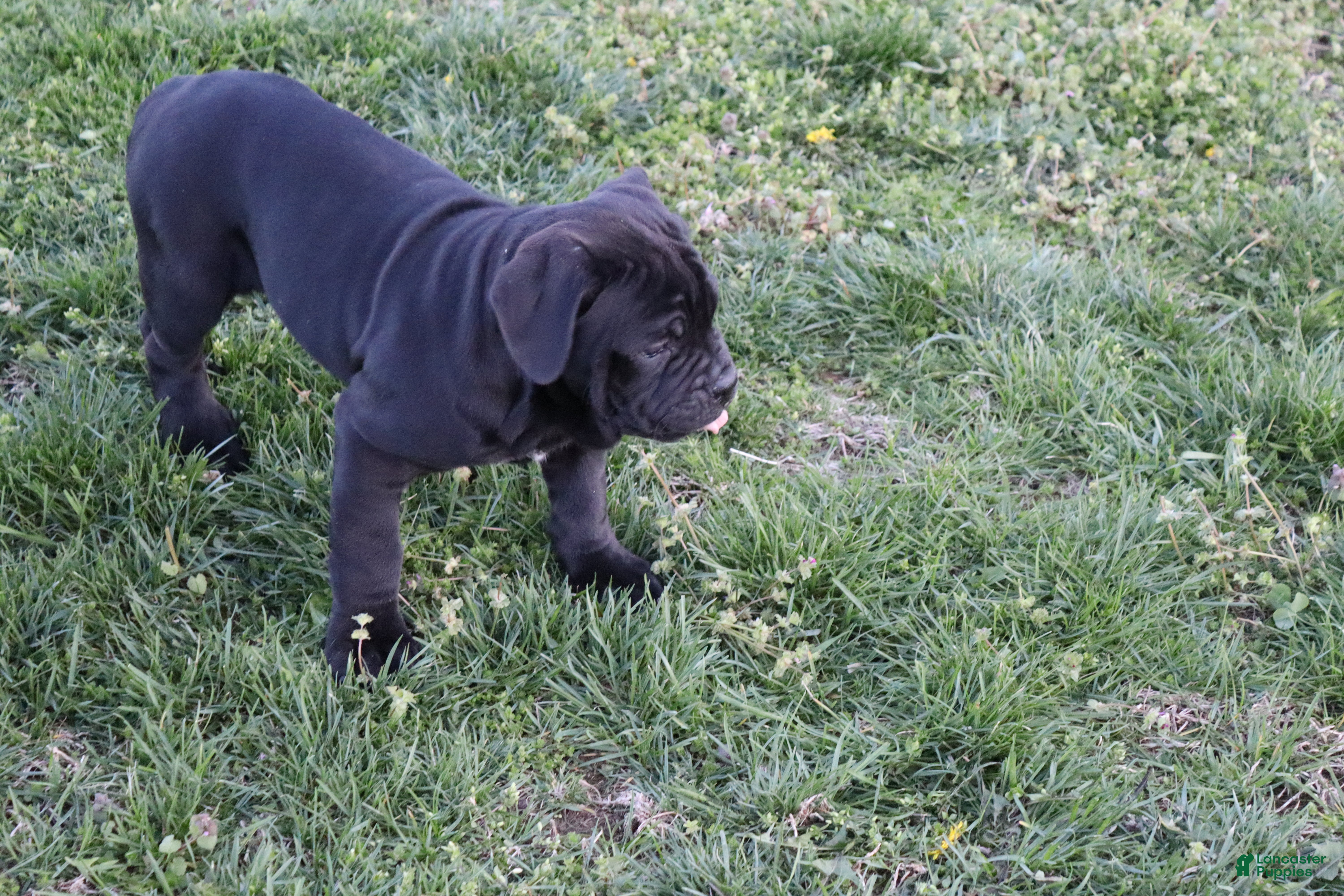 Cane Corso dogs Balinda - Ad 2
