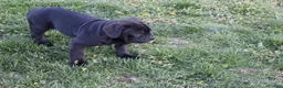 Cane Corso dogs for sale: Balinda - Ad 2