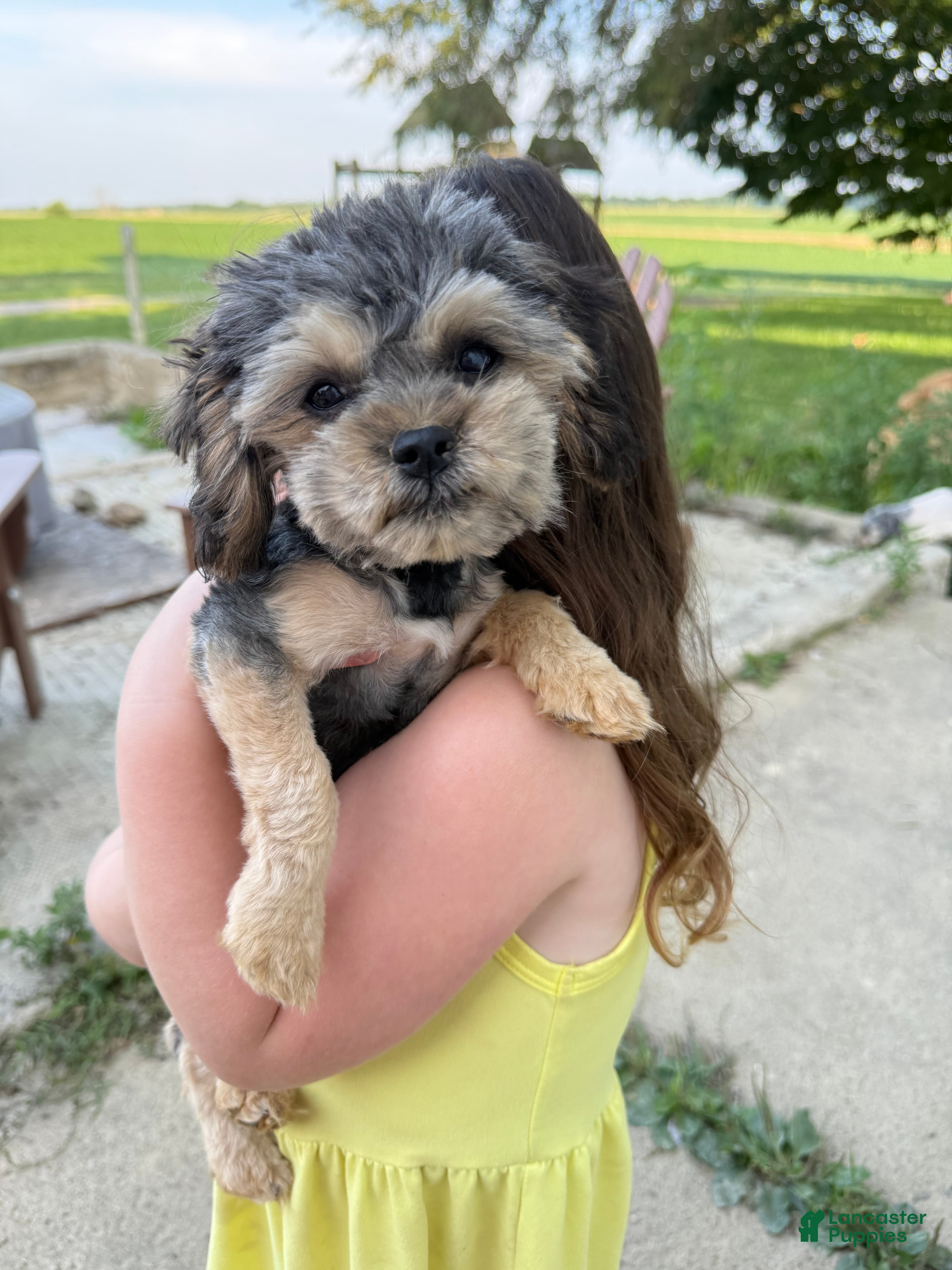 Mixed Breed dogs Carlita - Brussels Griffon/Toy Poodle - Ad 3