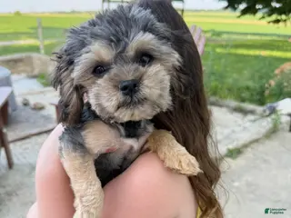 Mixed Breed dogs Carlita - Brussels Griffon/Toy Poodle - Ad 3