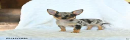 Chihuahua dogs for sale: Randy - Ad 5