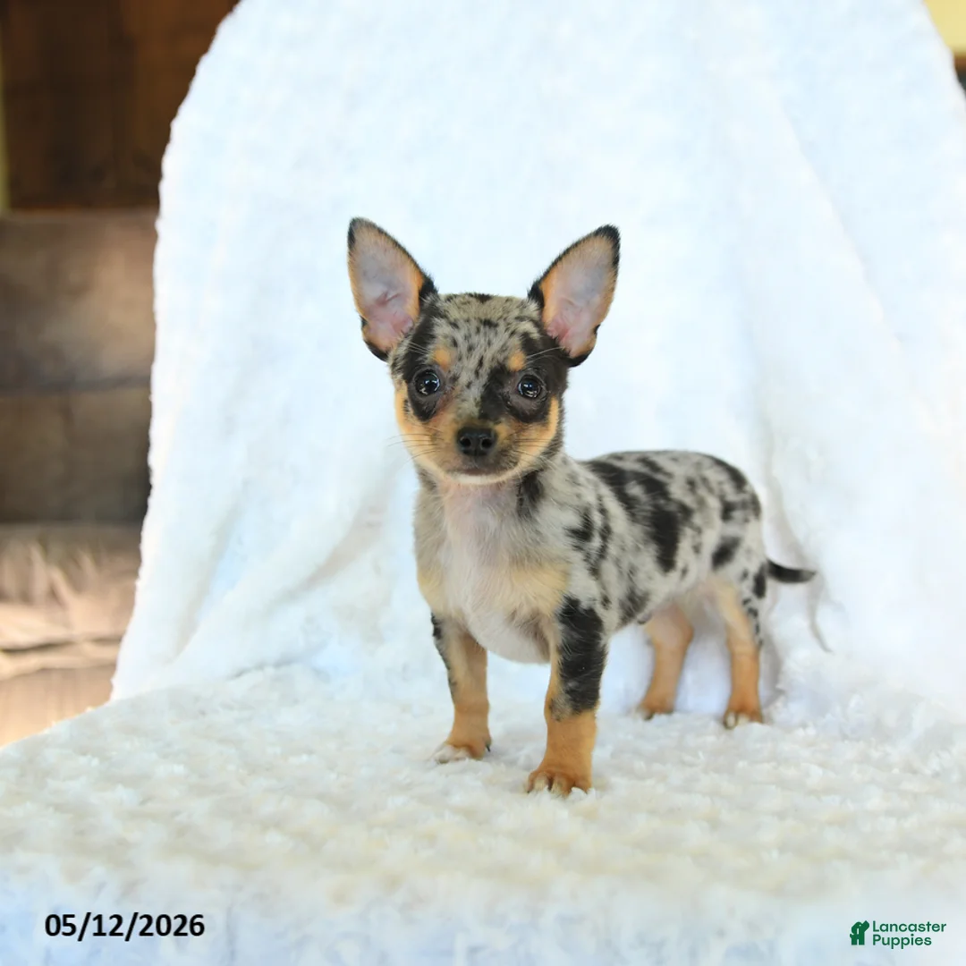 Chihuahua dogs for sale: Randy - Ad 5