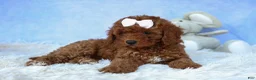 Cavapoo dogs for sale: TASHA - Ad 4