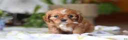 Cavalier King Charles Spaniel dogs for sale: Daisy - Ad 5