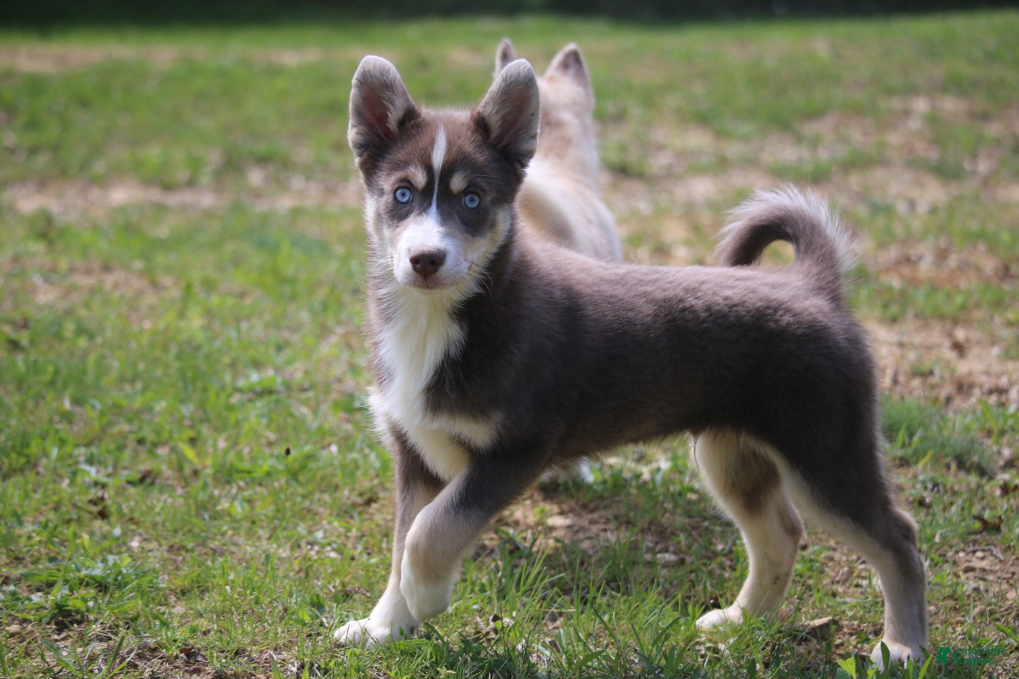 Pomsky dogs Lee - Ad 2