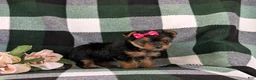 Yorkshire Terrier dogs for sale: Harmony 4.5 lbs Full Grown - Ad 5