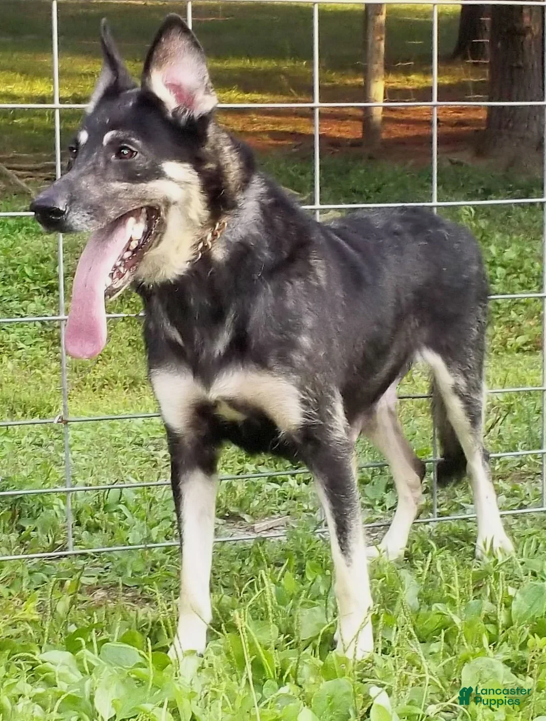 German Shepherd dogs for sale: German Shepherd Puppy 1 - Ad 3