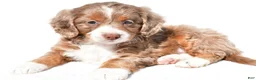 Mini Bernedoodle dogs for sale: Denise - Ad 6