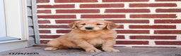 Golden Retriever dogs for sale: Eve - Ad 1