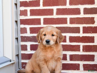 Golden Retriever dogs Eve - Ad 5