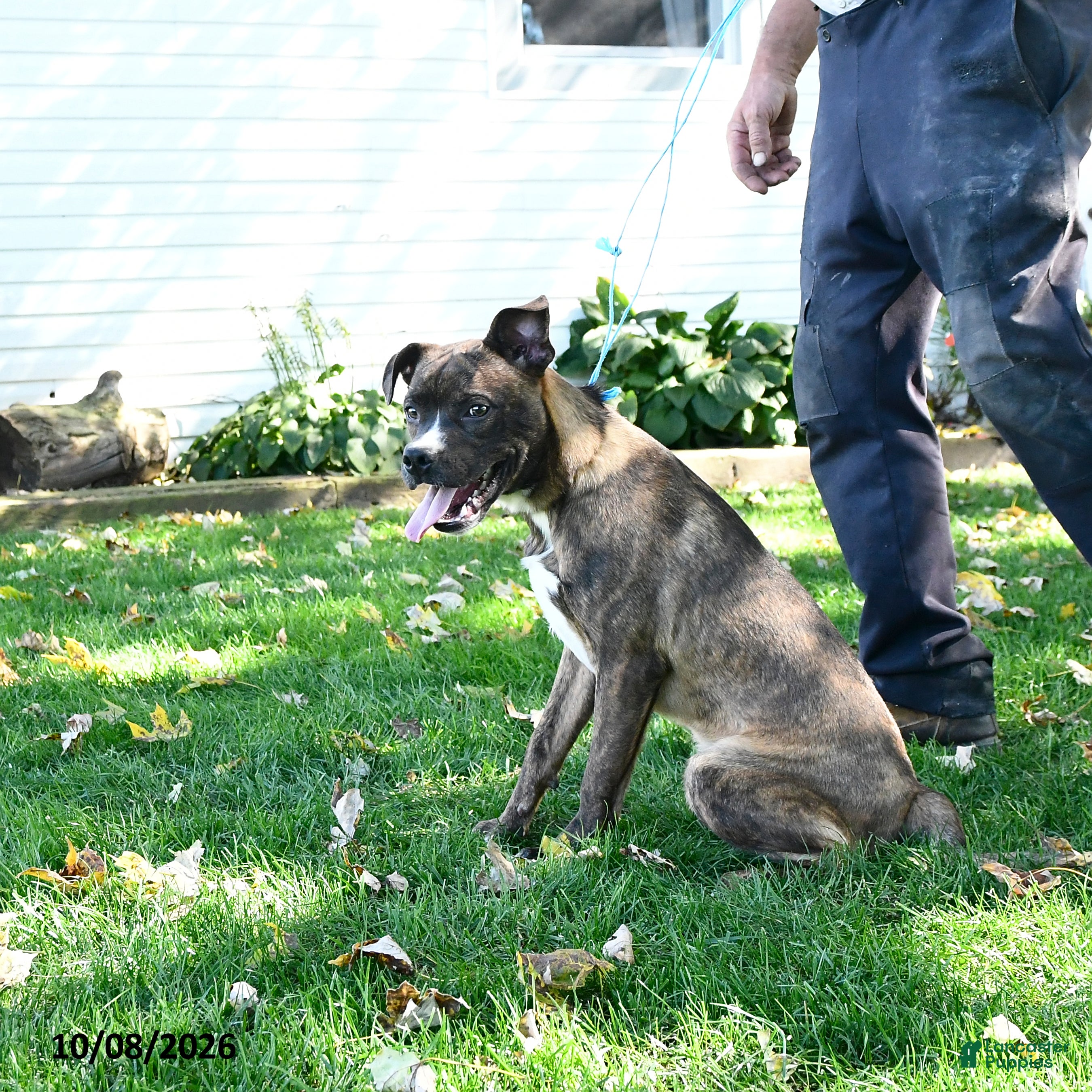 Mixed Breed dogs Pepper - Ad 2